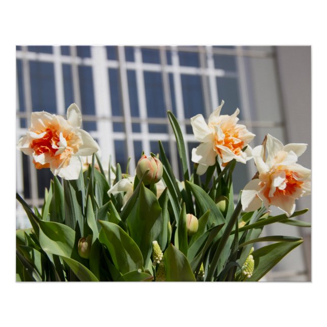 Delicate cute daffodils spring  poster (Front)
