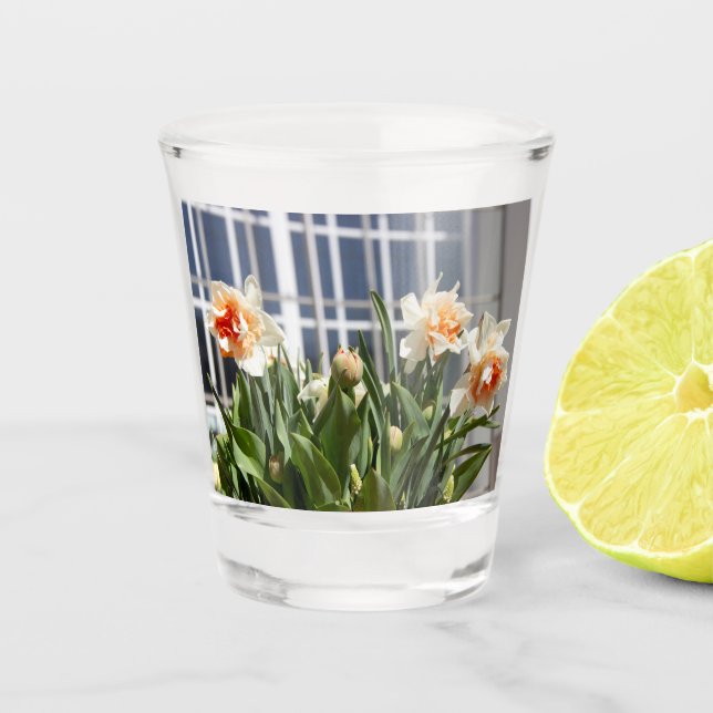 Delicate cute daffodils spring   shot glass (Front)