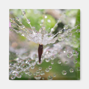 Delicate Dandelion Abstract Magnet