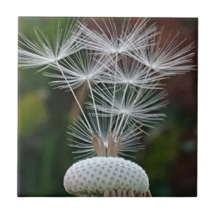 Delicate Dandelion Seeds Ceramic Tile