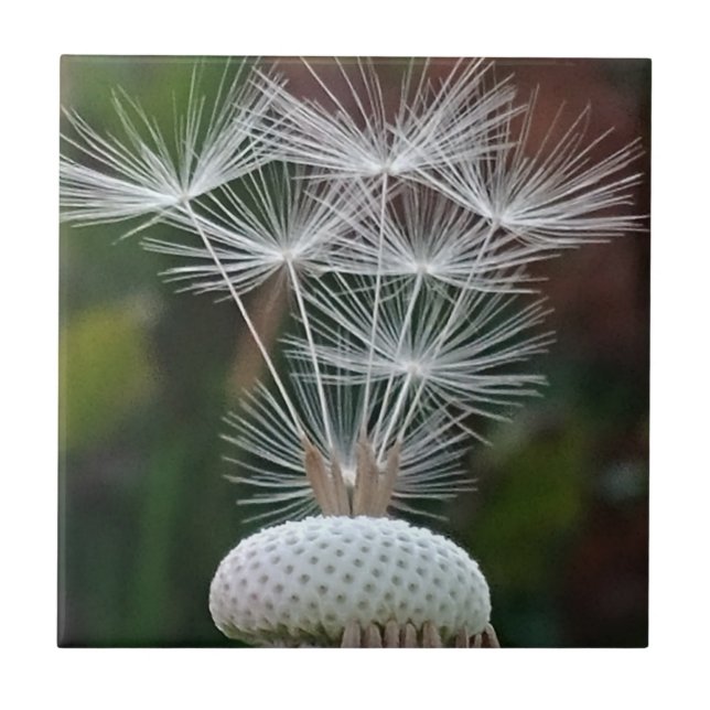 Delicate Dandelion Seeds  Ceramic Tile (Front)