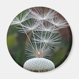 Delicate Dandelion Seeds Magnet