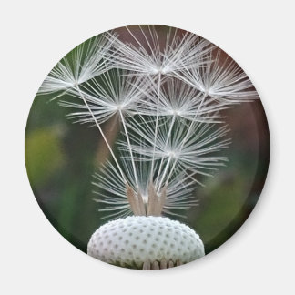 Delicate Dandelion Seeds  Magnet