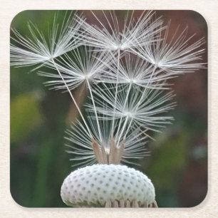 Delicate Dandelion Seeds Square Paper Coaster