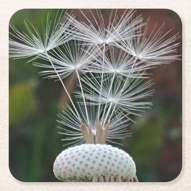 Delicate Dandelion Seeds  Square Paper Coaster (Front)