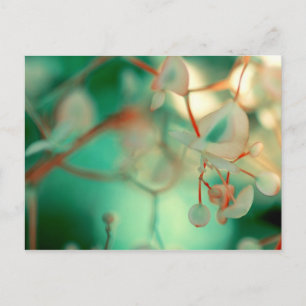 Delicate Drop Postcard