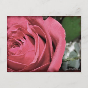 Delicate Feelings Postcard