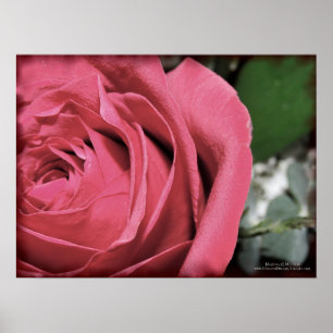 Delicate Feelings Poster