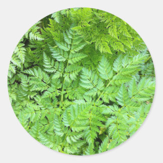 Delicate Ferns Classic Round Sticker