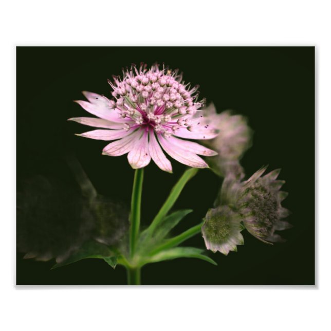 Delicate Flowers 8x10 Photo Print (Front)