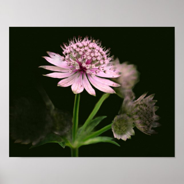 Delicate Flowers Poster (Front)