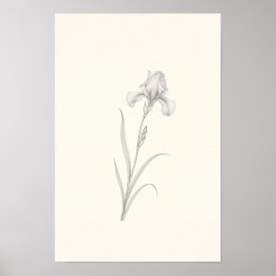 Delicate Iris Sketch Minimalist Botanical Wall Art