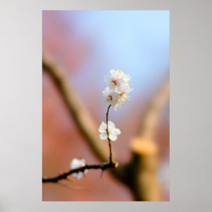 Delicate Japanese Apricot Blossoms Poster