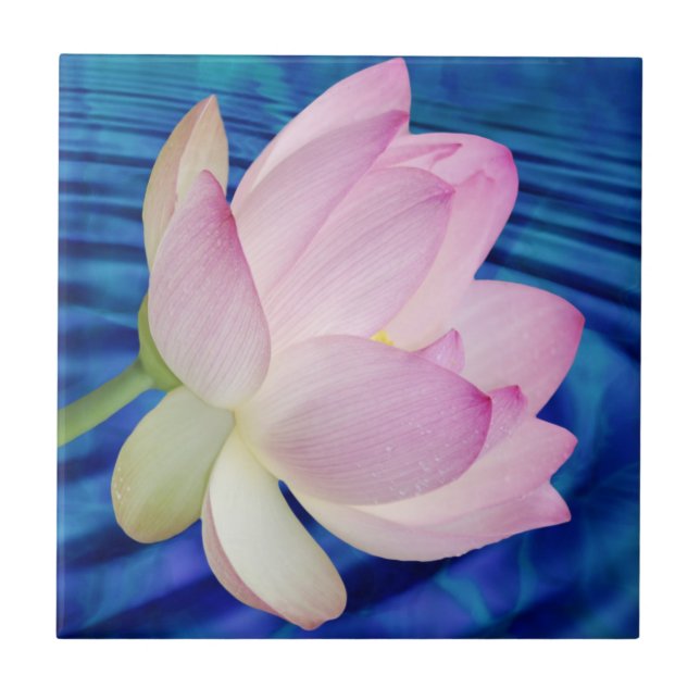 Delicate Lotus flower and meaning Ceramic Tile (Front)