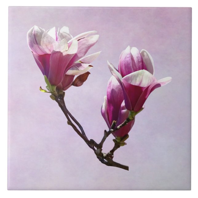 Delicate Magnolias Ceramic Tile (Front)