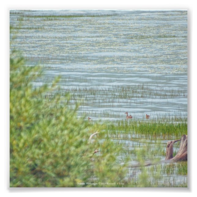 Delicate Movement Photo Print (Front)