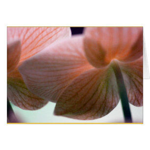 Delicate Orchids