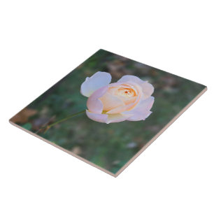 Delicate Pastel Pink Yellow Rose Ceramic Tile