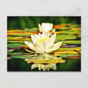 Delicate pastel yellow and white lilies postcard