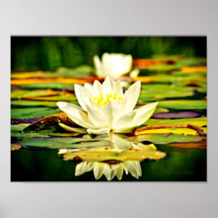 Delicate pastel yellow and white lilies poster