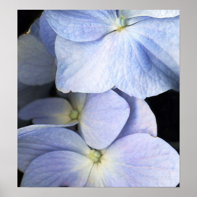 Delicate Petals Poster/Fine Art Print (Front)