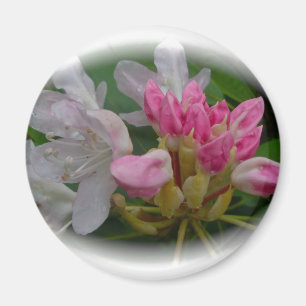 Delicate Pink Azaleas Magnet