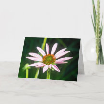 Delicate Pink Blossom Note Card