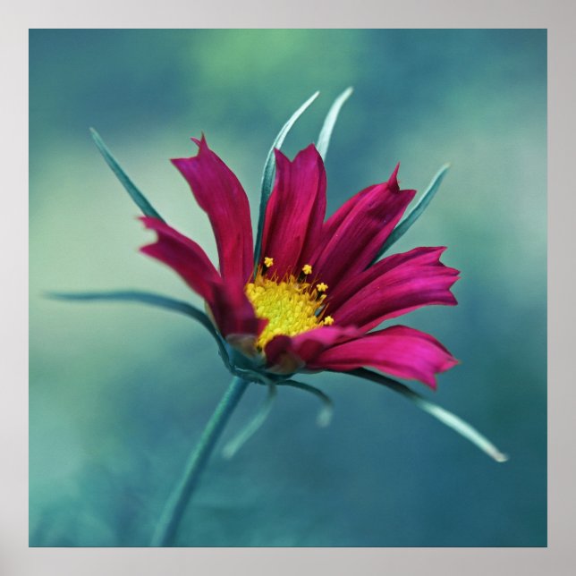 Delicate Pink Cosmos Flower Macro Abstract on Blue Poster (Front)