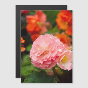 Delicate pink flower after the rain 