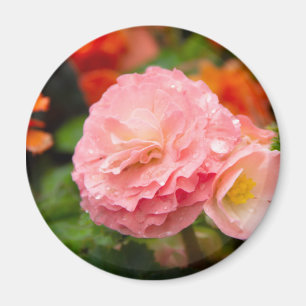 Delicate pink flower after the rain magnet