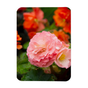 Delicate pink flower after the rain magnet