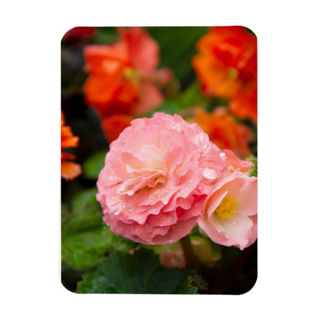 Delicate pink flower after the rain   magnet (Vertical)