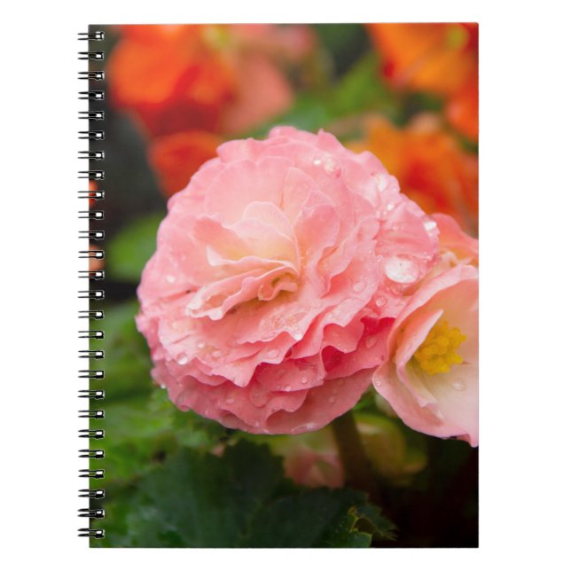 Delicate pink flower after the rain    notebook (Front)