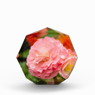 Delicate pink flower after the rain  photo block