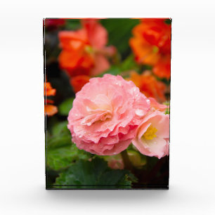 Delicate pink flower after the rain  photo block