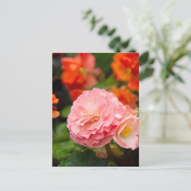 Delicate pink flower after the rain  postcard (Standing Front)