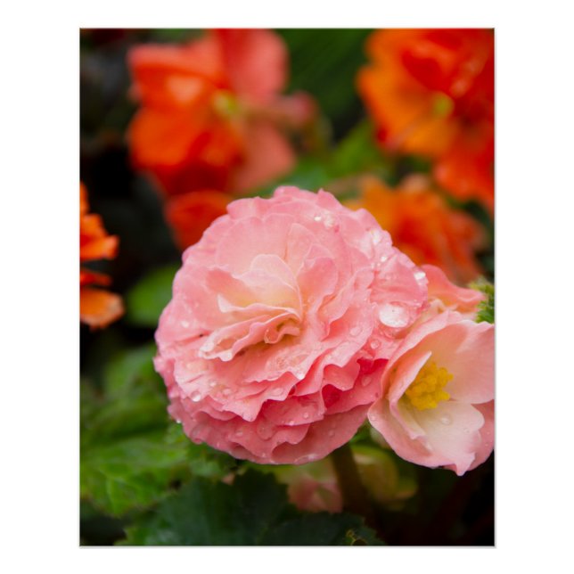 Delicate pink flower after the rain  poster (Front)