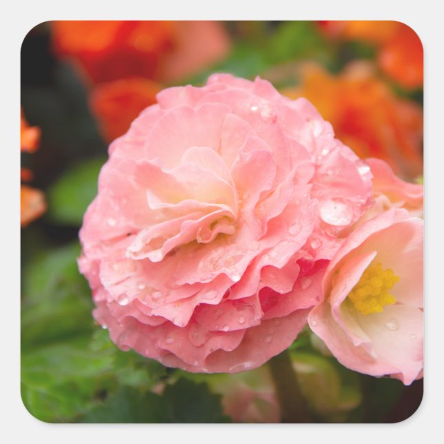 Delicate pink flower after the rain   square sticker (Front)