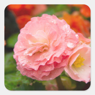 Delicate pink flower after the rain    square sticker