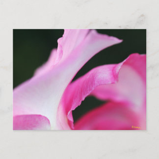 Delicate Pink Flower Petals Work of Art Postcard