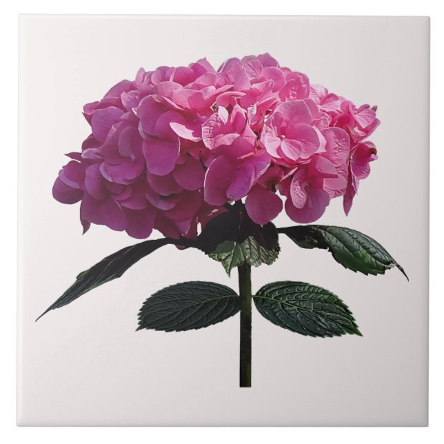 Delicate Pink Hydrangea Ceramic Tile (Front)