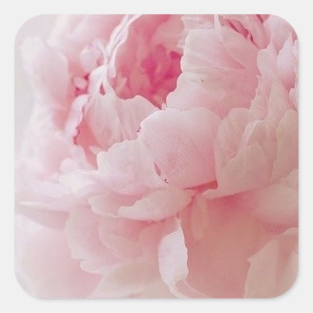 Delicate Pink Peony Stickers (Front)