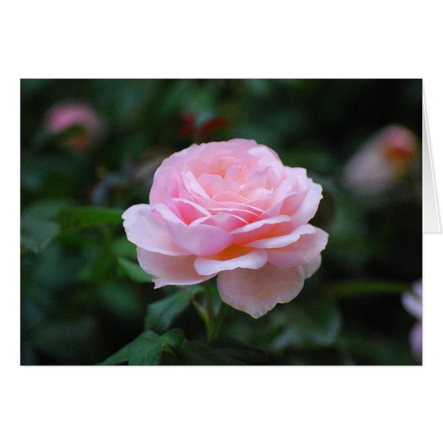 Delicate Pink Rose (Front Horizontal)