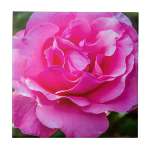 Delicate pink rose. ceramic tile