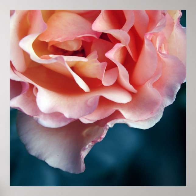 Delicate Pink Rose Petals Macro Abstract Poster (Front)