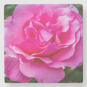 Delicate pink rose. stone coaster