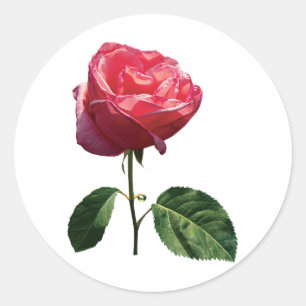 Delicate Pink Rosebud Classic Round Sticker