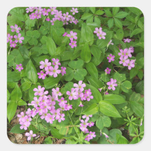 Delicate pink Spring wildflowers Square Sticker