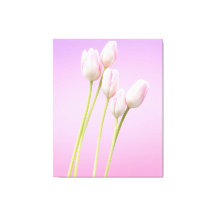 Delicate Pink Tulips Stretched Canvas Print