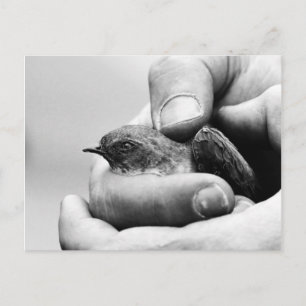 Delicate - postcard